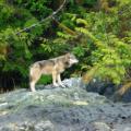 Wolf photo taken from the lodge