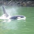 Travelling Orca 