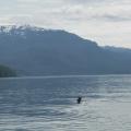 Blacktail Deer swimming infront of the lodge