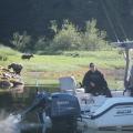 Grizzly Bear viewing at it's best