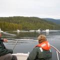 Viewing Feeding Humpback Whales