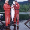 64 pound Spring, Chinook or King Salmon