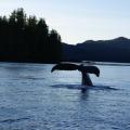 Humpback Whale photo taken from the lodge